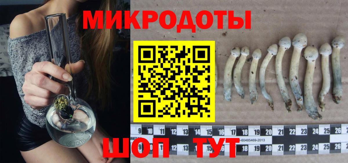 Псилоцибиновые грибы Psilocybe Армавир